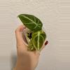 plant/Alocasia Black Velvet Aurea/Gold - 2 in 1-2-thumbnail