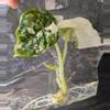 plant/#7050A Alocasia Dragon Scale Albo TC-1-thumbnail