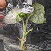 plant/#7050A Alocasia Dragon Scale Albo TC-0-thumbnail