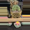 plant/SnC potted  combo - Seed Grown Crested Coryphanta Titan-0-thumbnail
