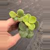 plant/Peperomia hope starter plant growers choice-1-thumbnail