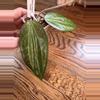 plant/0186 - Hoya Penny Candy-0-thumbnail