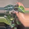 plant/Alocasia Black Velvet Gold-1-thumbnail