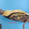 plant/Proven ready to breed female. She was breed by biotoxic exotics and is 6 years o-1-thumbnail
