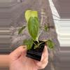 plant/Philodendron Sharoniae San Antonio starter plant growers choice-1-thumbnail