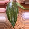 plant/0186 - Hoya Penny Candy-1-thumbnail