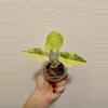 plant/Alocasia Gageana Aurea Half Moon 🌙🔥-0-thumbnail