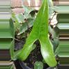 plant/Anthurium berrizobalense (Real species) seedling-0-thumbnail