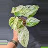 plant/#7002 Epi pinnatum marble-0-thumbnail