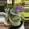 plant/Tradescantia silamontana variegated cutting-2-thumbnail