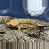 plant/443b 24g Female Yellow Tiger-1-thumbnail