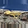 plant/516 22g male Yellow Pin White out-1-thumbnail