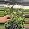 plant/Seed grown anthurium Xone x Naomi starter plant growers choice-5-thumbnail