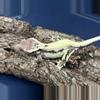 plant/HBR Frap1 35g Female nice almost RTB-1-thumbnail