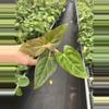 plant/Seed grown anthurium fort Sherman x ace of spades starter plant growers choice-5-thumbnail
