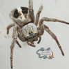 plant/$50 Retail Stegodyphus lineatus 'Striped' (Sahara Velvet Spider) 1/8-1/4"-0-thumbnail