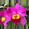 plant/Bundle 5 bloomimg size Cattleya plants in 6 in pots massive plants-1-thumbnail