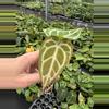 plant/Seed grown anthurium papillilaminum x domino starter plant growers choice-0-thumbnail