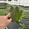 plant/Seed grown anthurium papillilaminum x guna yala starter plant growers choice-2-thumbnail