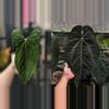 plant/Seed grown anthurium fort Sherman x ace of spades starter plant growers choice-0-thumbnail