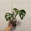 plant/Monstera Adansonii 2 in 1-0-thumbnail