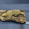 plant/F1 Nuu Ana pair male/female both 128g-1-thumbnail
