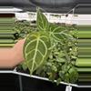 plant/Seed grown anthurium papillilaminum x Hoffmanii starter plant growers choice-2-thumbnail