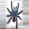 plant/$45 Retail Avicularia juruensis sp. 'Peru Purple' (Peru Purple Pink Toe Tarantula) 0.75-1"-0-thumbnail