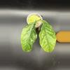 plant/Hoya Praetorii Splash 469-1-thumbnail
