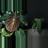 plant/Seed grown anthurium king of spades x portillae starter plant growers choice-0-thumbnail