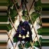 plant/Mystic black witch bells-0-thumbnail