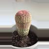plant/Rainbow Hedgehog Cactus, scientifically known as Echinocereus rigidissimus.-0-thumbnail