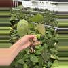 plant/Seed grown anthurium dressleri x forgetii starter plant growers choice-7-thumbnail
