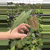 plant/Seed grown anthurium king of spades x portillae starter plant growers choice-3-thumbnail