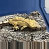 plant/596 23g Female Yellow Phantom Pin Dalmatian-1-thumbnail