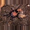 plant/$65 Retail Davus pentaloris (Guatemalan Tiger Rump Tarantula) 0.75-1"-0-thumbnail