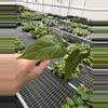 plant/Seed grown anthurium papillilaminum x guna yala starter plant growers choice-4-thumbnail
