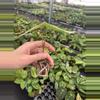 plant/Seed grown anthurium papillilaminum x domino starter plant growers choice-5-thumbnail