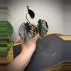 plant/Alocasia Infernalis Kapit-0-thumbnail