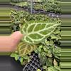 plant/Seed grown anthurium papillilaminum x domino starter plant growers choice-3-thumbnail