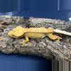 plant/592 23g Female Yellow Pin-0-thumbnail