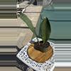 plant/Sanserveria Snake Plant-1-thumbnail