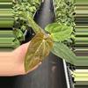 plant/Seed grown anthurium fort Sherman x ace of spades starter plant growers choice-2-thumbnail