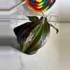 plant/Hoya Merrillii (long leaf)-1-thumbnail
