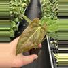 plant/Seed grown anthurium fort Sherman x ace of spades starter plant growers choice-1-thumbnail