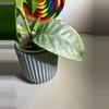 plant/Hoya Multiflora Wonderphil-2-thumbnail