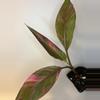 plant/Pink Banana Musa Nono-0-thumbnail