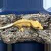 plant/592 23g Female Yellow Pin-1-thumbnail