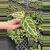 plant/Seed grown anthurium papillilaminum x domino starter plant growers choice-4-thumbnail