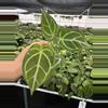 plant/Seed grown anthurium papillilaminum x Hoffmanii starter plant growers choice-1-thumbnail